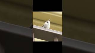 Bewicks Wren Song (male) #birds #birdsounds #california