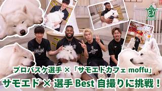 【サモエド×プロバスケ選手】サモエドカフェ「moffu」でBest自撮りに挑戦してみた📸🐶(横浜エクセレンス/大橋大空/杉山裕介/エライジャ・ウィリアムス/西山達哉AGM)
