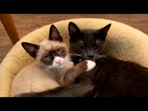 Videó: Hilarious Cat Adoption profilok teszik Önnek egy Spit Take!