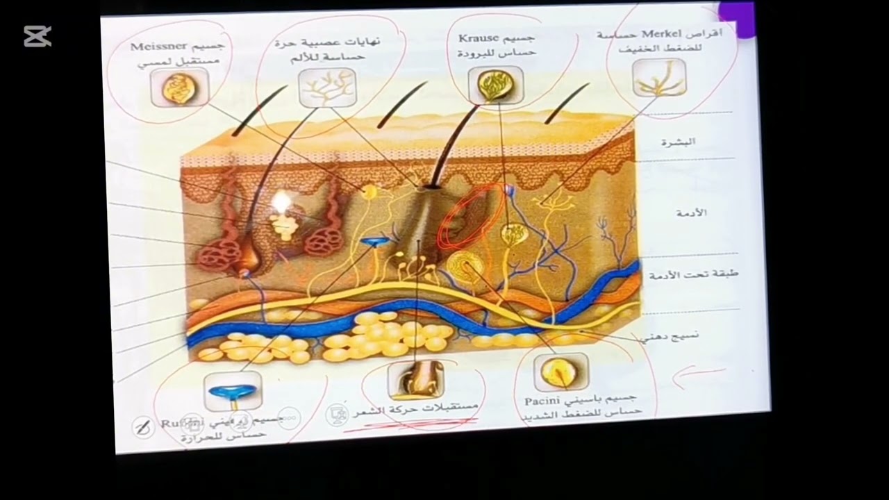 توضيح حول المستقبلات الحسية للرابعة متوسطة