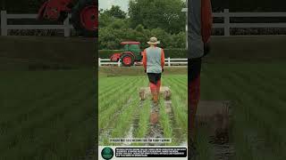 Efficient Rice Field Weeding Tool for Paddy Farming #tools