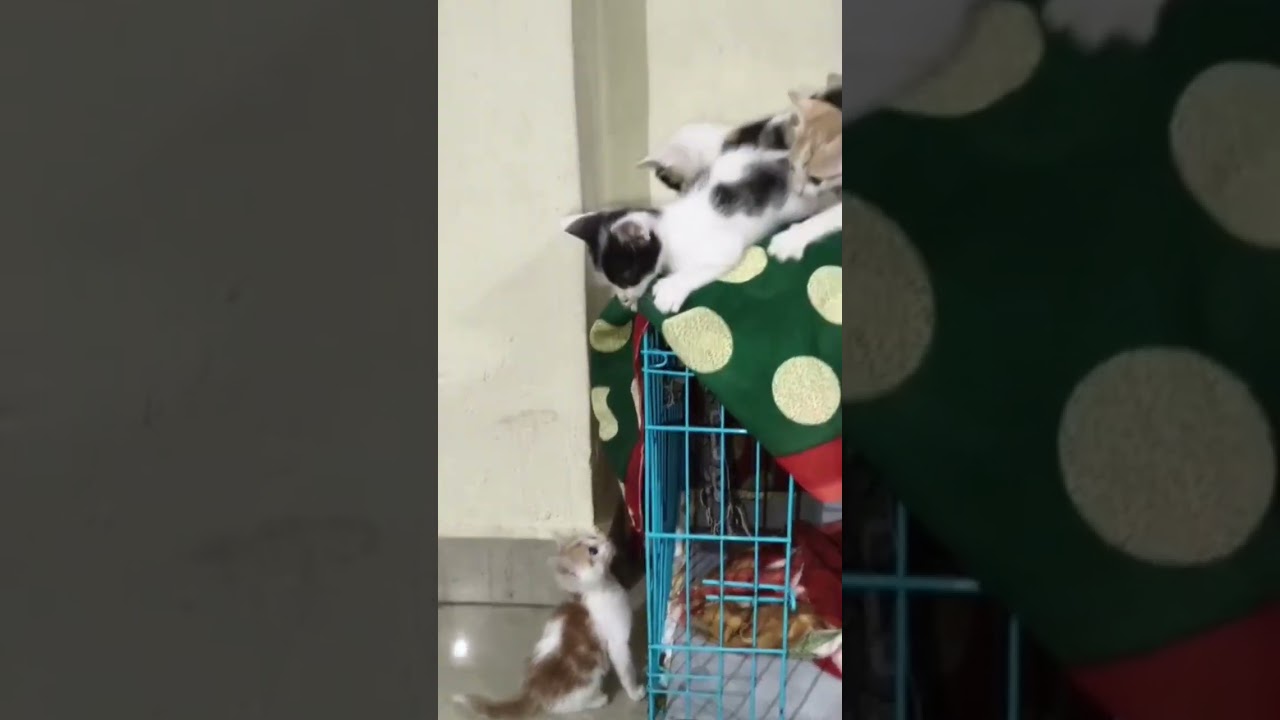 Cute Naughty Kittens 🥰😻 