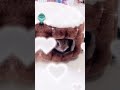 可愛いもんもんあつめました！ #うさぎ# 可愛いうさぎ# 手を左右に動かすやつ