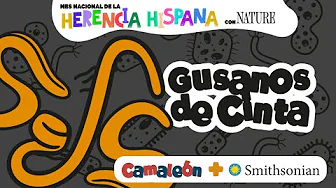 Gusanos de Cinta: ¡El animal más largo del planeta! | Ribbon Worms