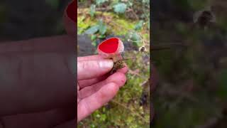 Nice mushroom find in winter #shorts #mushrooms