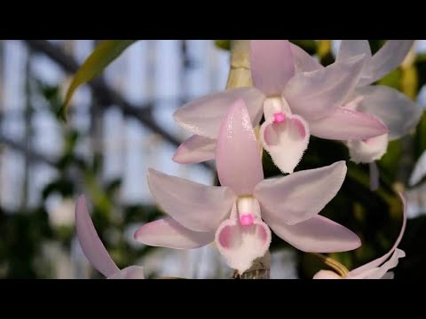 Video Lan Rừng Việt Thúy:hồng Mỹ Nhân,hồng Hòa Bình... - youtube