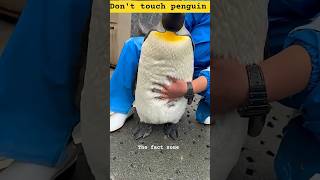 #penguin #facts #funny #trending #viral #animals #amazingfacts#trending #viral #funny @thefactzone#