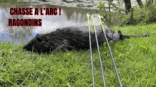 Chasse à l'arc du Ragondins ( loupé à 3 mètres ! )