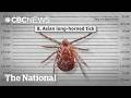 Tick invasion: New species bring new risks to Canada