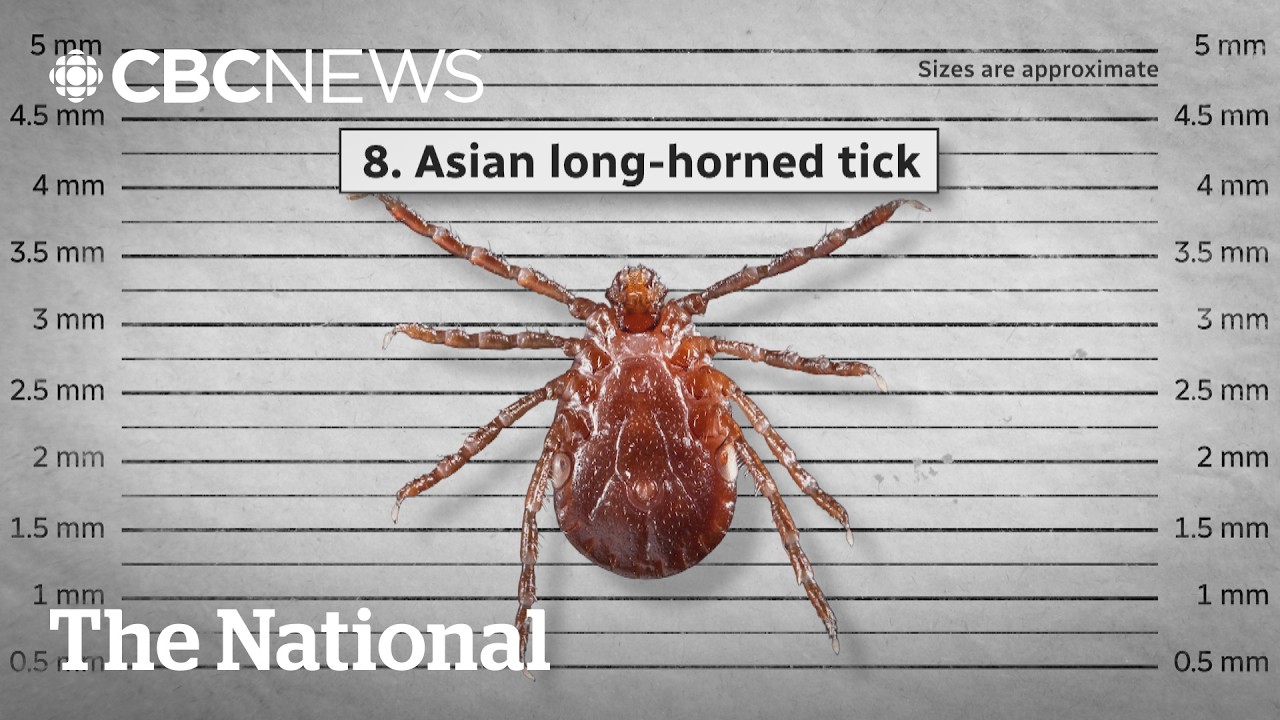 Tick invasion: New species bring new risks to Canada - YouTube
