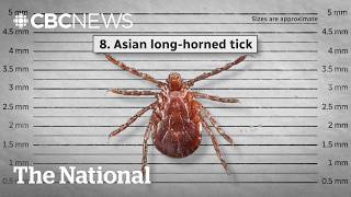 Tick invasion: New species bring new risks to Canada