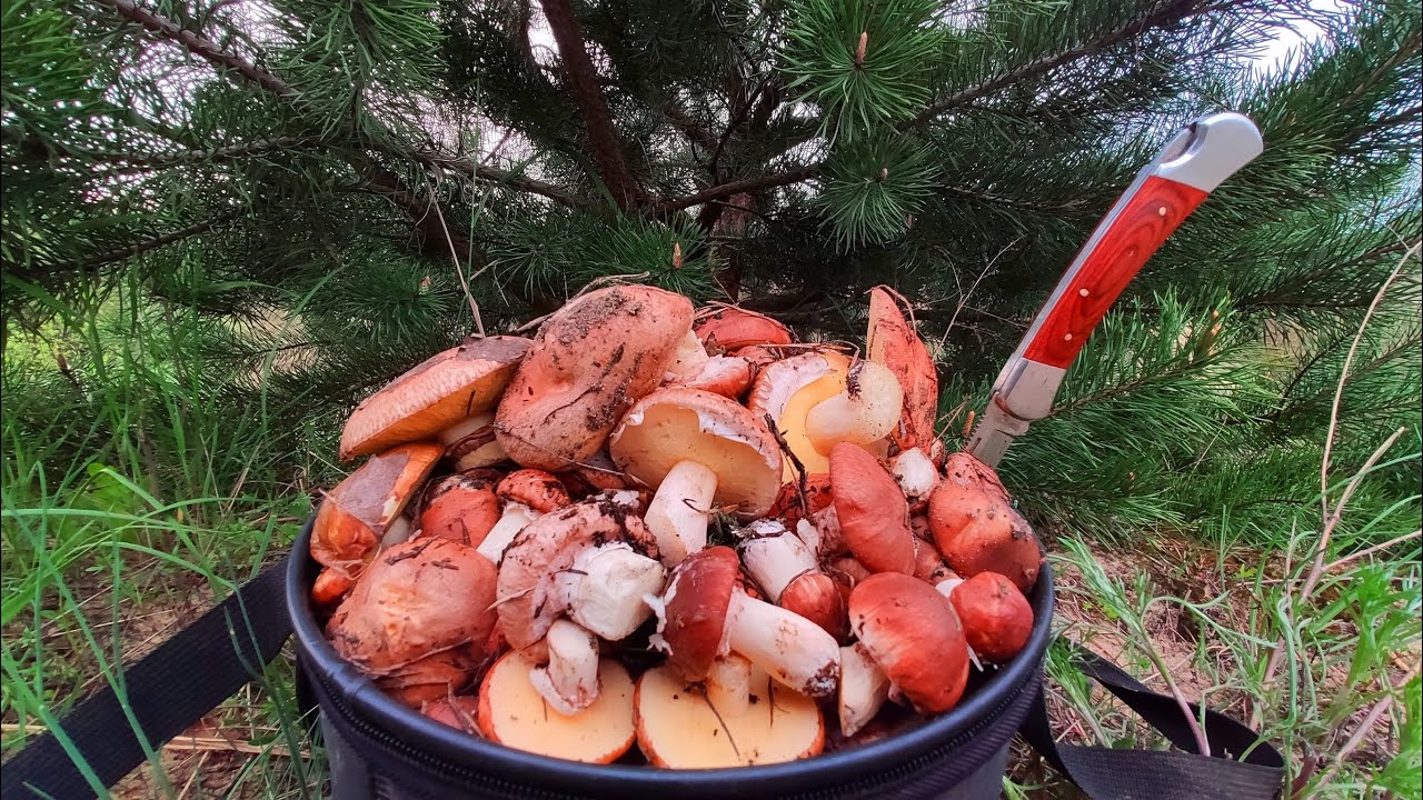 Перші маслюки в Квітні. ПОВНИЙ ЛІС ГРИБІВ. Грибний сезон 2023.