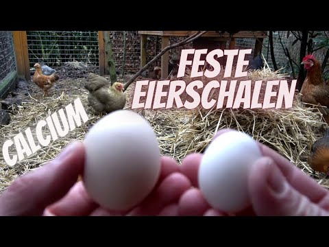 Video: Die Ins und Outs von Hühnerfutter