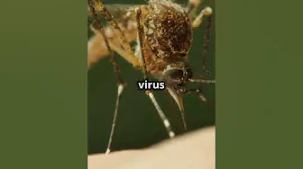 Triple E Mosquito Virus Sparks Massachusetts thumbnail