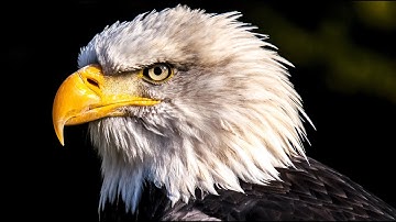 Eagle sounds - eagle scream sound effect