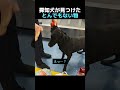 空港の探知犬が見つけた、とんでもない物