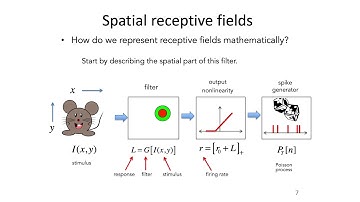 9: Receptive Fields - Intro to Neural Computation