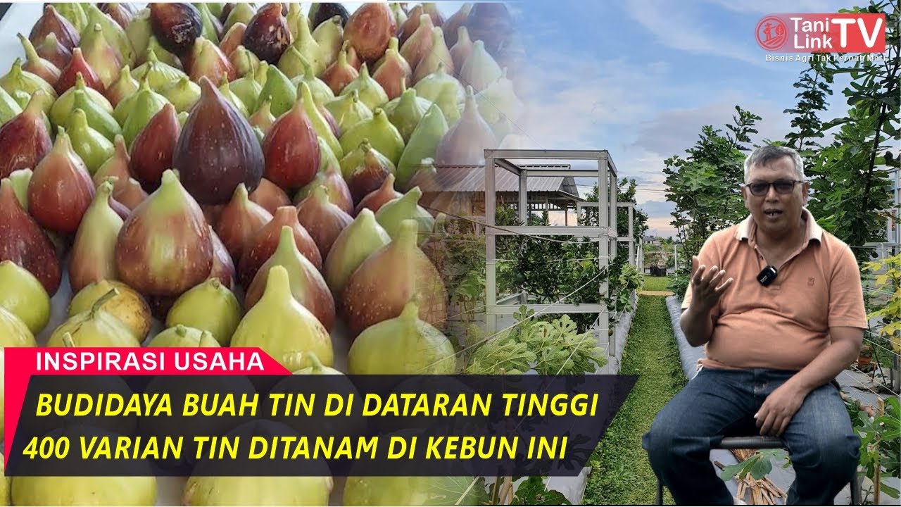 400 Varietas Buah Tin Ditanam di Kebun Ini, Salah Satunya Jenis Termahal