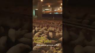Layers Pullet