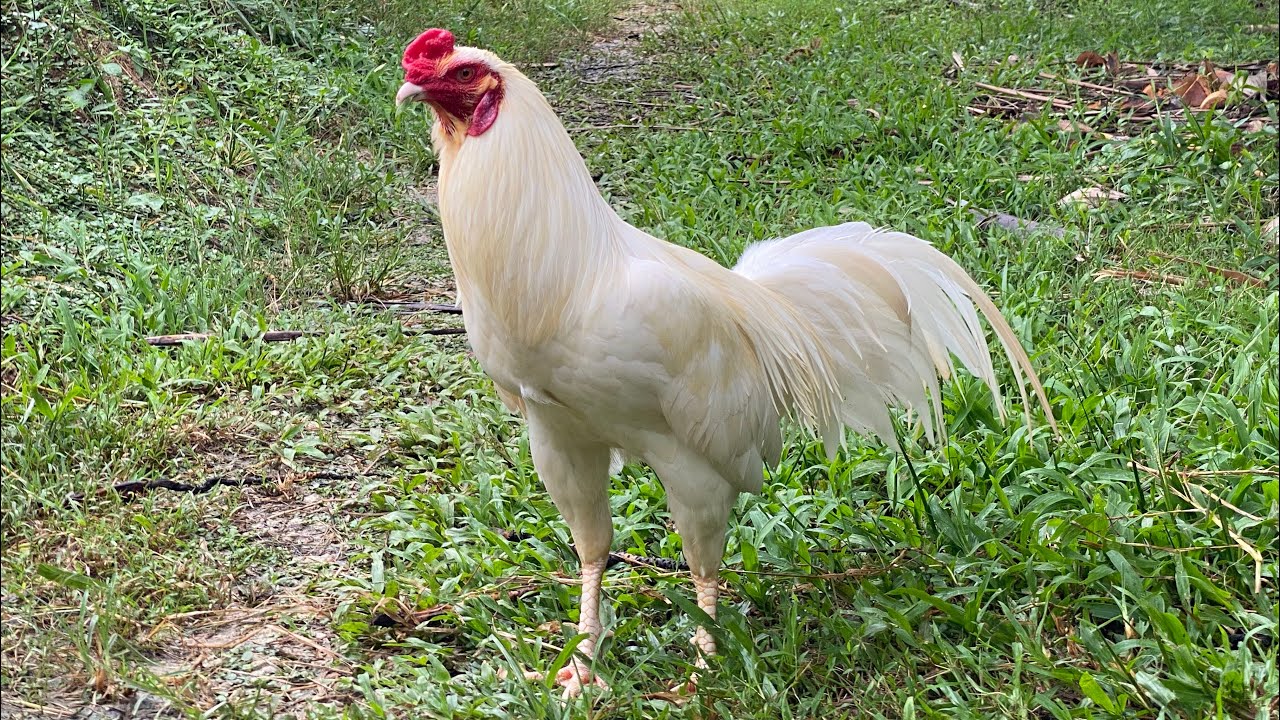 3/10 Top Thái Mỹ Hàng Vip đấu cho Ae 0877.535.503