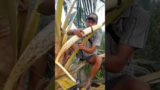 This is how to tap a coconut flower.