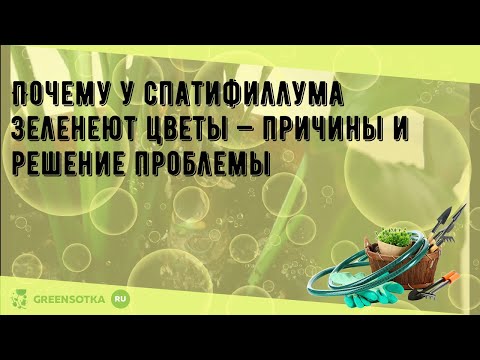Почему у спатифиллума зеленеют цветы — причины и решение проблемы