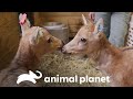 Cervatillos tratan de integrarse a su nueva manada | El Zoológico del Bronx | Animal Planet