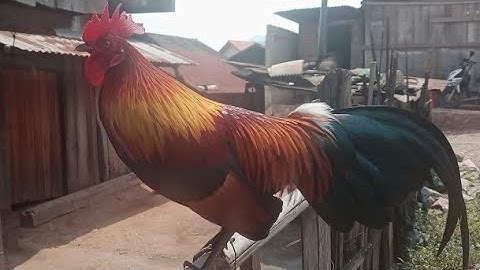 qaib f2 zoo nraug kawg lawm nawb 20.3.2022.97436930.