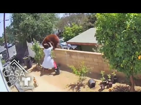 Video: Luchando Contra Un Oso En El Jardín