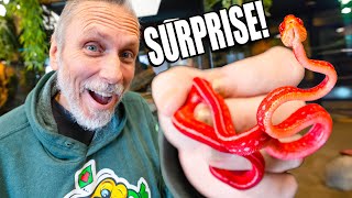 He Drove 900 Miles To Surprise Me With A Red Snake!