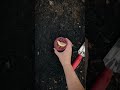 From soil to trackside. #oakslily #cocktail #horsetok