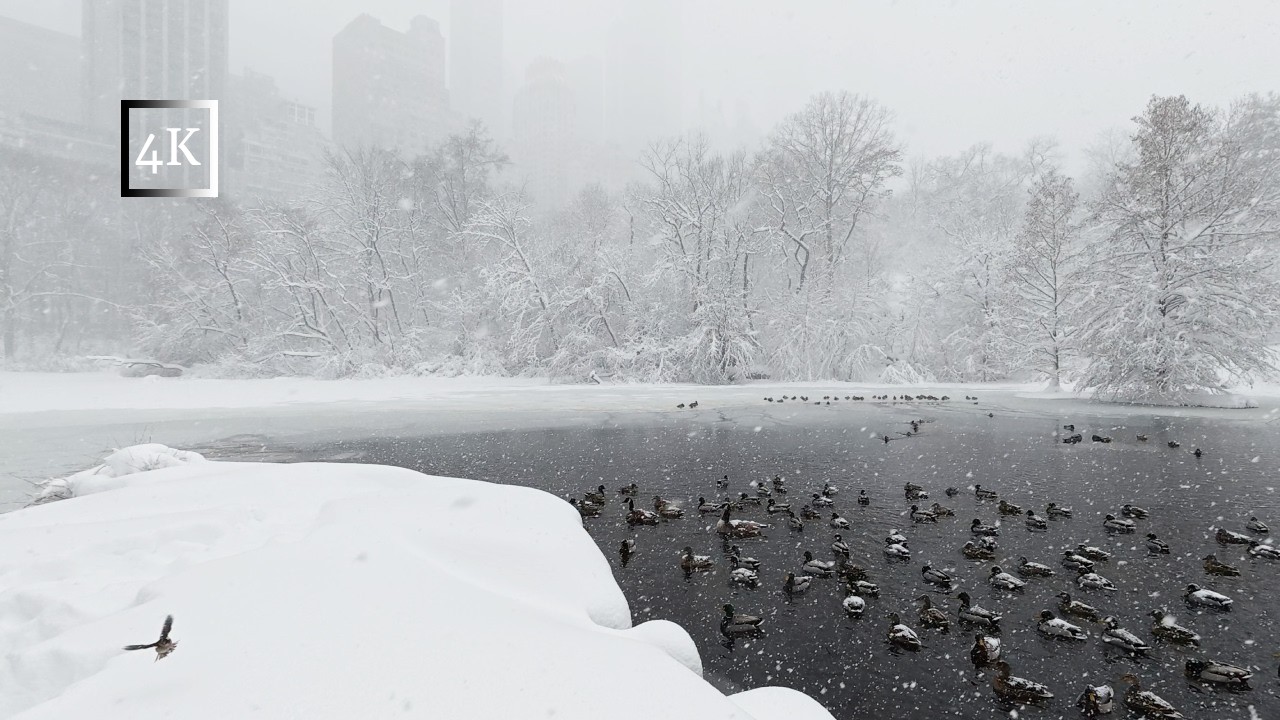 Blizzard Strikes The Pond, Central Park, New York City - 4K - #newyorkcity #nyc #centralpark #snow