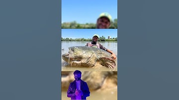 Cá trê to lớn hơn bạn nghĩ đấy 💀  #matnahuyenbi #Chuyenma #kinhdi #shorts