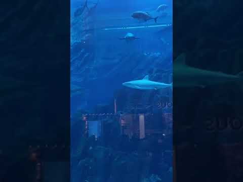 Dubai Aquarium & Underwater Zoo #shorts #dubai