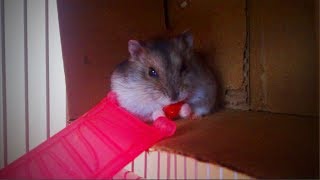 Cutest Pets 🐹🐹  Fluffy And Cute Hamsters (Full) [Epic Life]