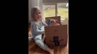 The cat’s patience has reached its limit #cat #funnycat #cats #funnyvideos #fyp Content