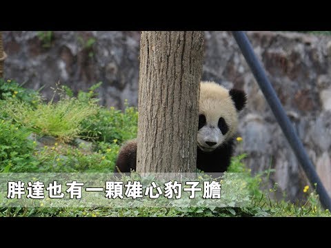 《超萌滾滾秀》第四十六期：胖達也有一顆雄心豹子膽 | iPanda