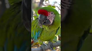 Parrot Diary 43 #macaws #free #parrotrescue ￼
