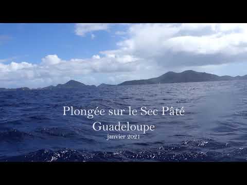 Plongée sur le Sec Pâté en Guadeloupe - janvier 2021