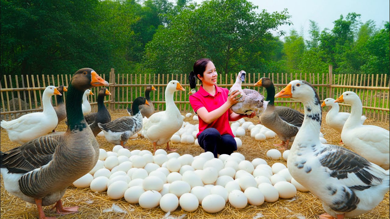 Harvesting Thousands Giant Egg & Goes to Market Sell | The painful journey of a country girl.