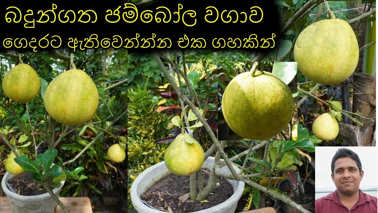 ජම්බෝල වගාව බදුන්ගතව Pomelo cultivation in pots jambola wagawa