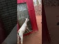She's well-trained goat.🤣🤣 #funny