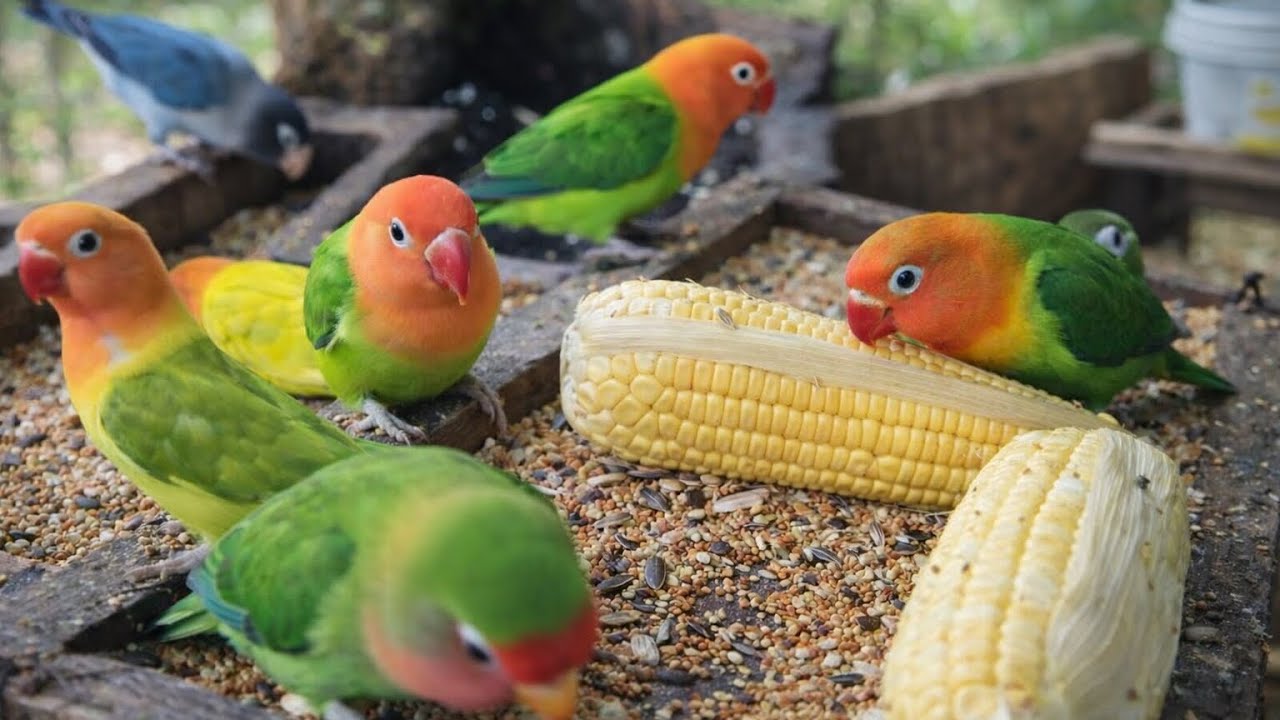 Lovebird Colorful 💚❤️#lovebirds #sunconure #parrotlover #birds #cutelovebird