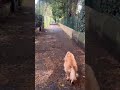Morning walk #walkies #dogshorts #cockerspaniel #london #londravlog #morningroutine #freshstart