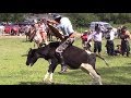 Doma de Vacas en Uruguay. Fiesta de la Leche Cardal 2017