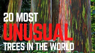 20 Most Unusual Trees on Earth That Look Alien! 🌍🌳