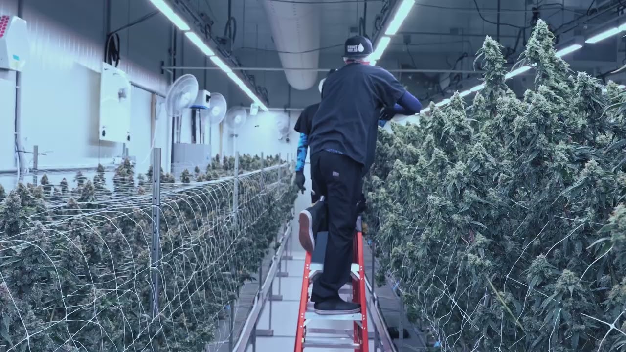 VNTG Cannabis Video Creation Case Study