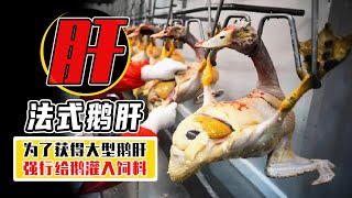 5秒給鹅灌下6斤飯？ 為了吃到法式鹅肝，强行讓鹅肝增大10倍！【小馬哥知識局】