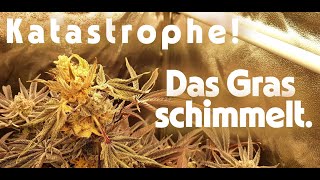 So sieht Schimmel an Cannabis aus.