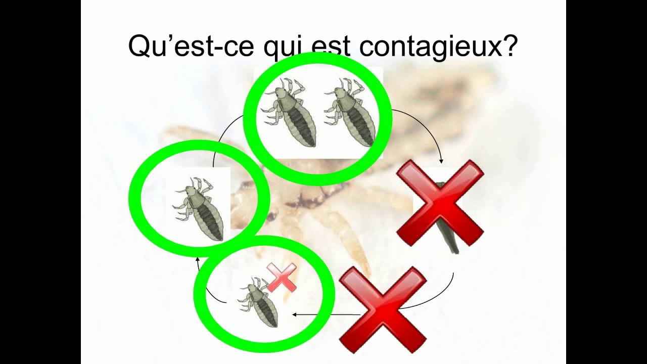 Expliquemoi le cycle de vie du pou! Explication de Germaction YouTube